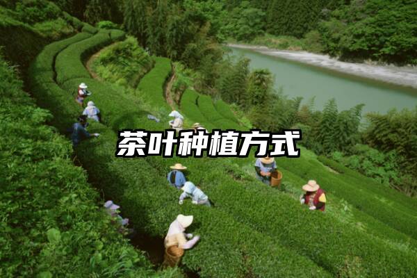茶叶种植方式