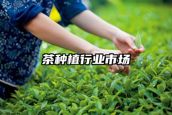 茶种植行业市场