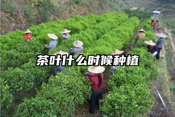 茶叶什么时候种植