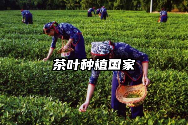 茶叶种植国家