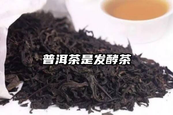普洱茶是发酵茶