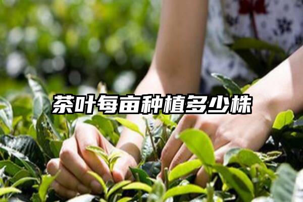 茶叶每亩种植多少株