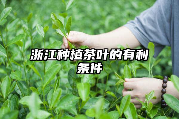 浙江种植茶叶的有利条件