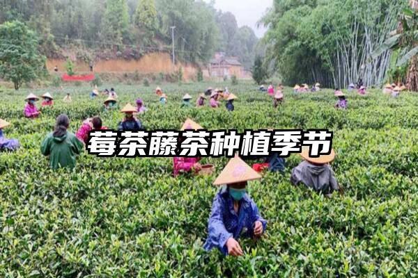 莓茶藤茶种植季节