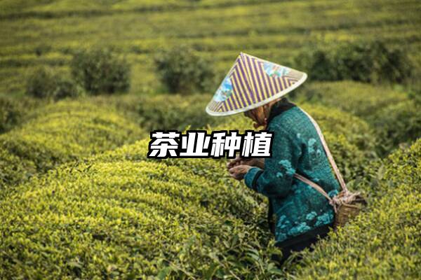 茶业种植