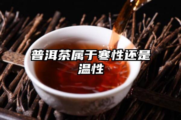 普洱茶属于寒性还是温性