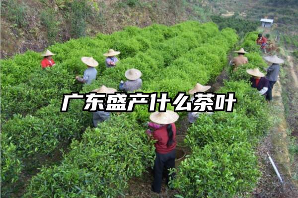 广东盛产什么茶叶