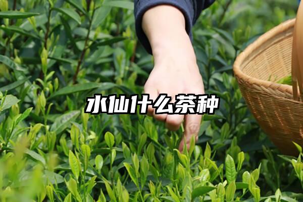 水仙什么茶种