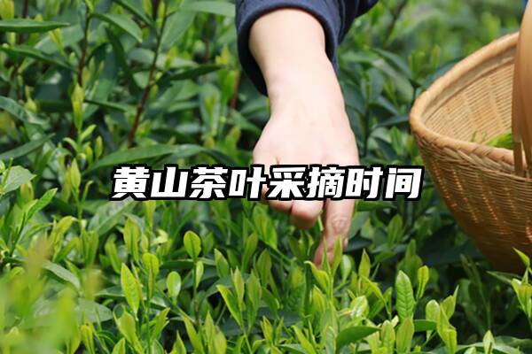 黄山茶叶采摘时间