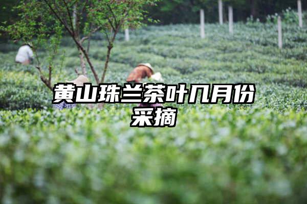 黄山珠兰茶叶几月份采摘