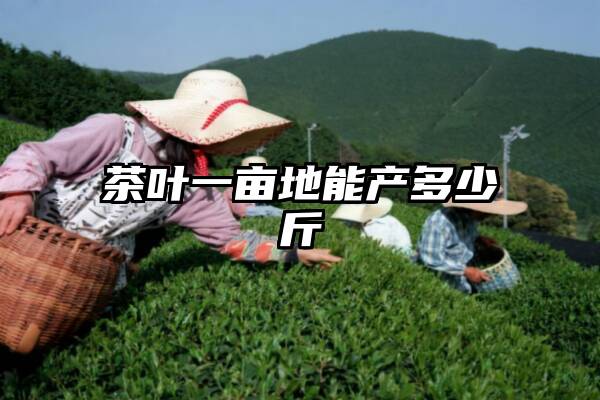 茶叶一亩地能产多少斤