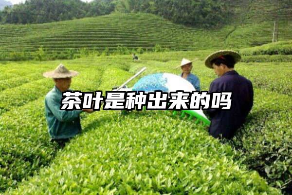 茶叶是种出来的吗