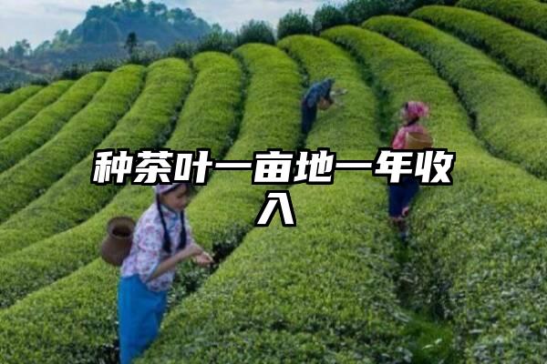 种茶叶一亩地一年收入