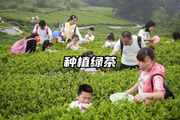 种植绿茶