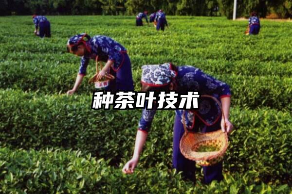 种茶叶技术