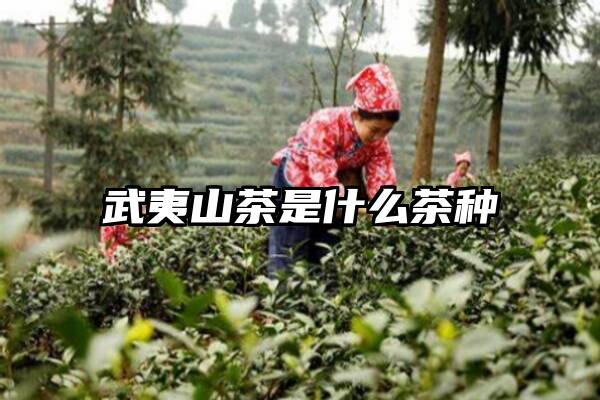 武夷山茶是什么茶种