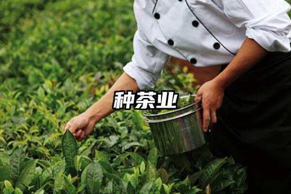 种茶业