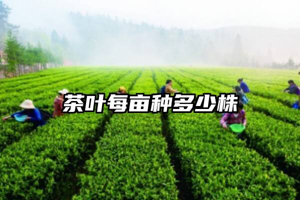 茶叶每亩种多少株