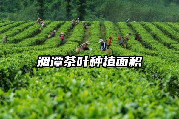 湄潭茶叶种植面积