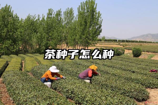 茶种子怎么种