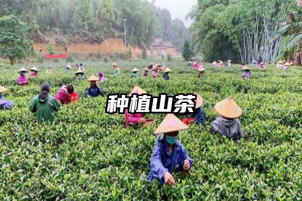 种植山茶