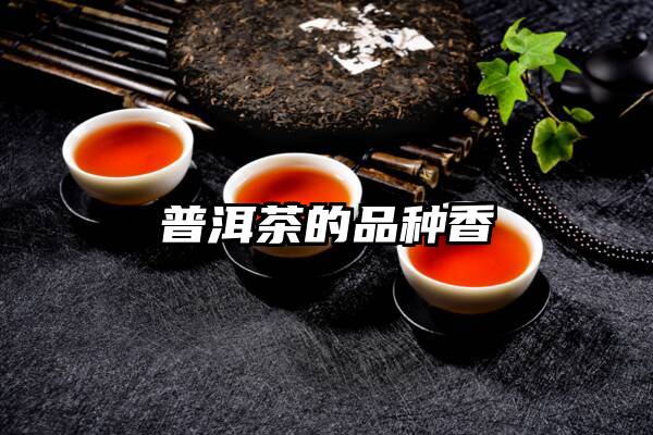 普洱茶的品种香