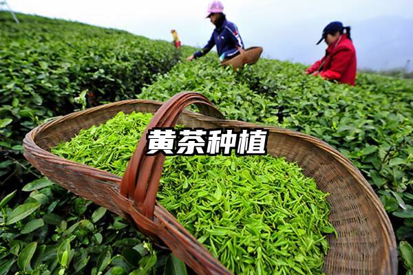 黄茶种植