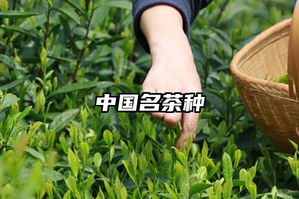中国名茶种