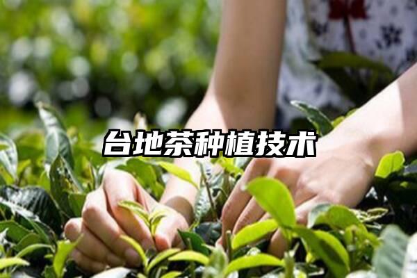 台地茶种植技术