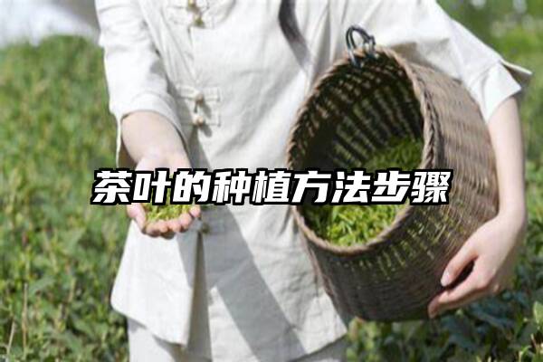 茶叶的种植方法步骤