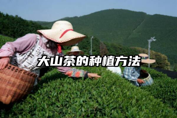 大山茶的种植方法