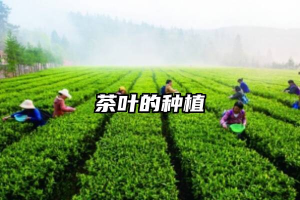 茶叶的种植