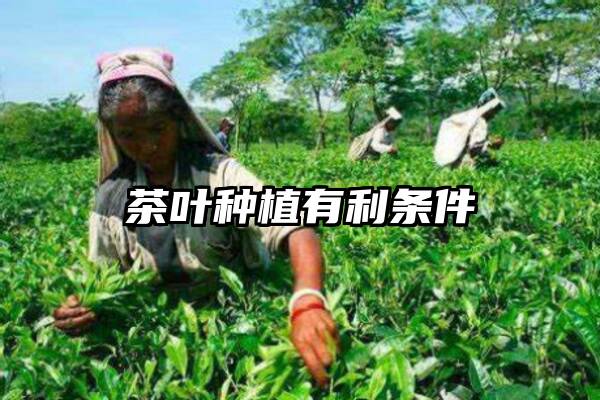 茶叶种植有利条件