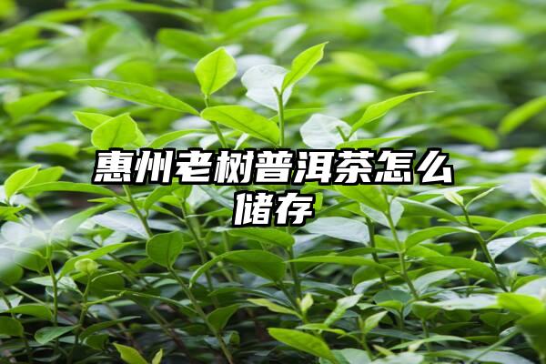 惠州老树普洱茶怎么储存