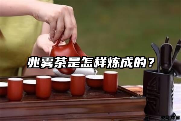 兆雾茶是怎样炼成的？