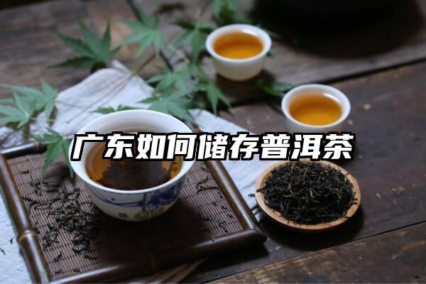 广东如何储存普洱茶