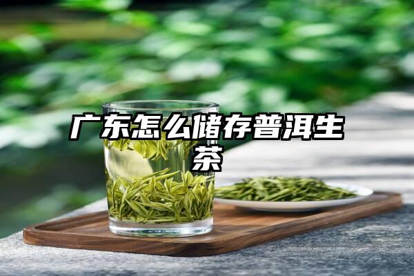 广东怎么储存普洱生茶