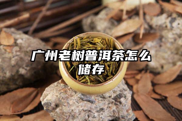 广州老树普洱茶怎么储存