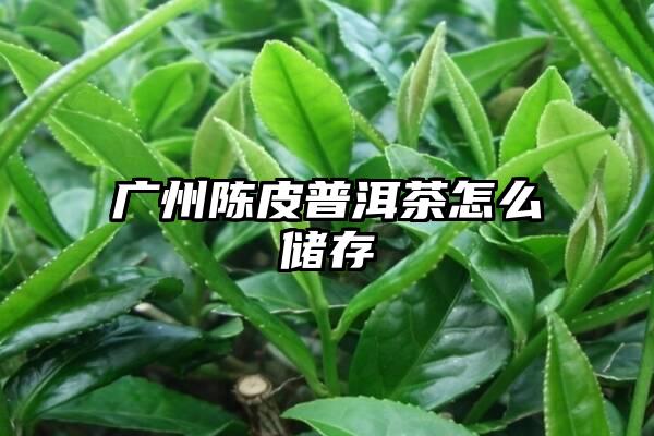广州陈皮普洱茶怎么储存