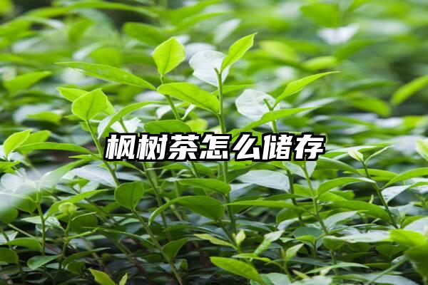 枫树茶怎么储存