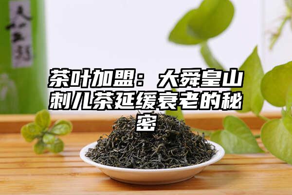 茶叶加盟：大舜皇山刺儿茶延缓衰老的秘密