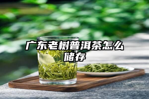 广东老树普洱茶怎么储存