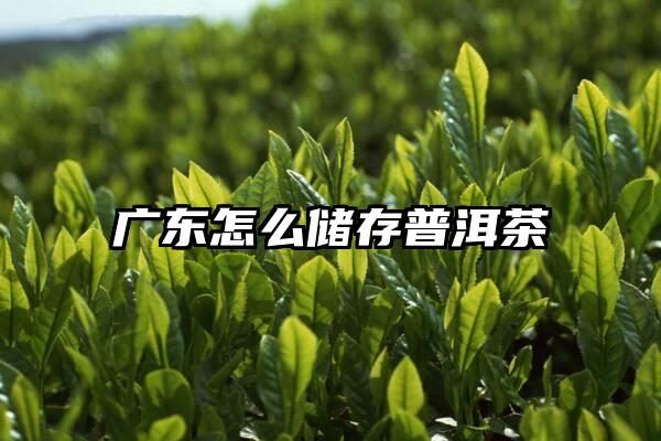 广东怎么储存普洱茶