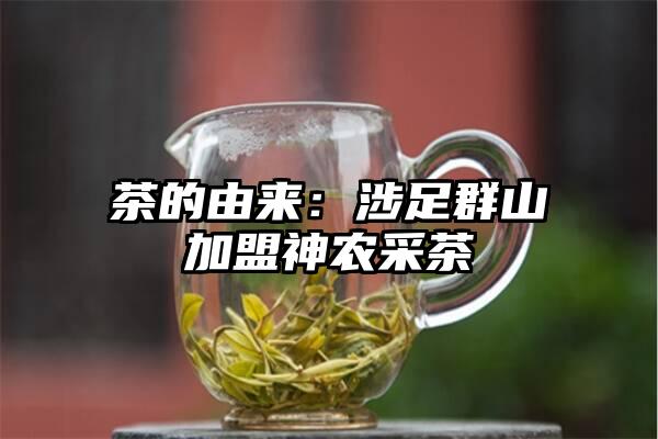 茶的由来：涉足群山加盟神农采茶