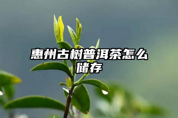 惠州古树普洱茶怎么储存