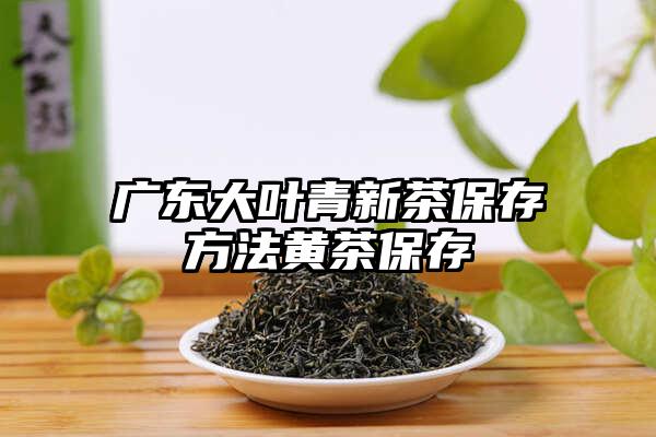 广东大叶青新茶保存方法黄茶保存
