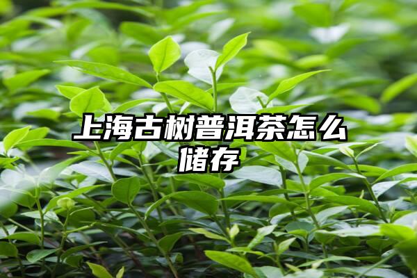 上海古树普洱茶怎么储存