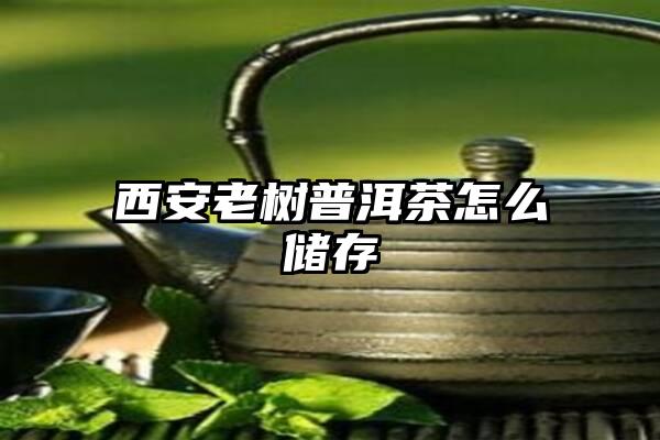 西安老树普洱茶怎么储存