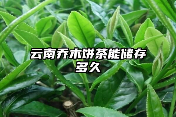 云南乔木饼茶能储存多久