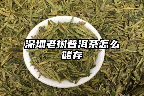 深圳老树普洱茶怎么储存